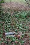 Jardin (11)